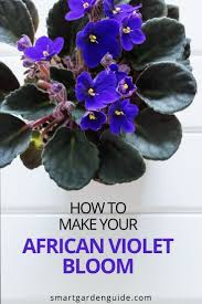 African violets are little houseplant divas. Pin On Houseplant Care