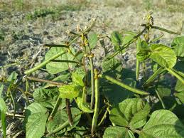 Image result for Vigna radicans