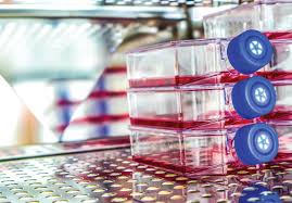 Check spelling or type a new query. Solving The Puzzle Of Cell Culture Optimization