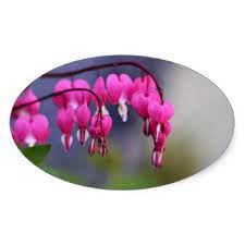 Bleeding Heart Flower Floral Botanical Love Pink Oval Sticker Floral Gifts Flower Flowers Flower Gift Bleeding Heart Flower Bleeding Heart