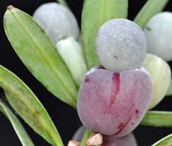 Image result for Solenangis conica