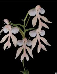 Image result for Habenaria arenaria