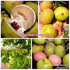Dalam pemerhatian saya, pokok ni akan lebat berbuah dalam masa 4+ tahun sekali. Pokok Buah Matoa Longan Mata Kucing Brazil Shopee Malaysia
