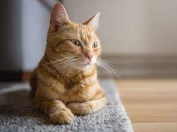 What To Do If Your Cat Is Vomiting White Foam