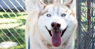 Suggestion & comment box special thanks to our sponsors, purina, chewy, and petbasics, Irvine Animal Care Center Saves 10 000th Animal Through Third Chance Program City Of Irvine