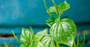 These plants prefer bright to medium light so if you have your plant in a badly lit spot it might. Peperomia Pellucida Info How To Grow And Care For Shiny Bush