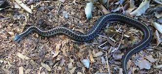 It is open to the public and is a great place for hiking, bird watching and viewing wildlife in its natural habitat. Jackson Bottom Wetlands Preserve A Non Profit Organization