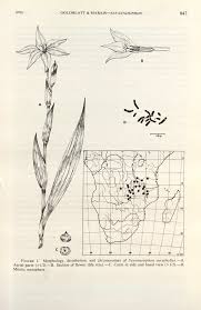 Image result for Savannosiphon euryphyllus