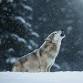 Full Moon: Wolf Walk event in Romeoville, IL
