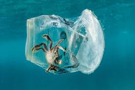 Crab In A Plastic Cup Floating Near The Surface In Caban Cove Maricaban Island Philippines The Subject Was Not T Plastic Pollution Ocean Pollution Pollution