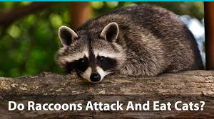 Or a big bag of cat food. Do Raccoons Attack And Eat Cats How To Keep Your Kitty Safe