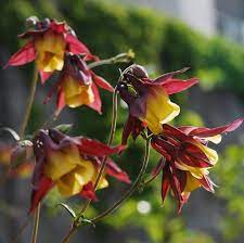 Pin On Flowers And Gardens