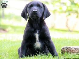 German shorthaired lab breed information and pictures. Gsp Lab Mix Rottweiler Mix German Shorthaired Pointer Rottweiler