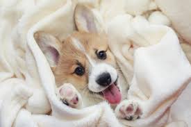500 Nombres Para Perros Originales Y Bonitos Perritos bonitos y chiquitos sin importar el tamano lo que importa es el corazon y amor que tienen. nombres para perros originales y bonitos