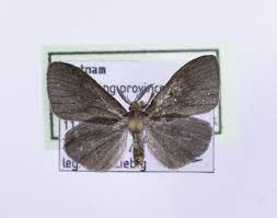 Metiseáză trimis de siveco, 10.08.2004. Bold Systems Taxonomy Browser Metisa Genus