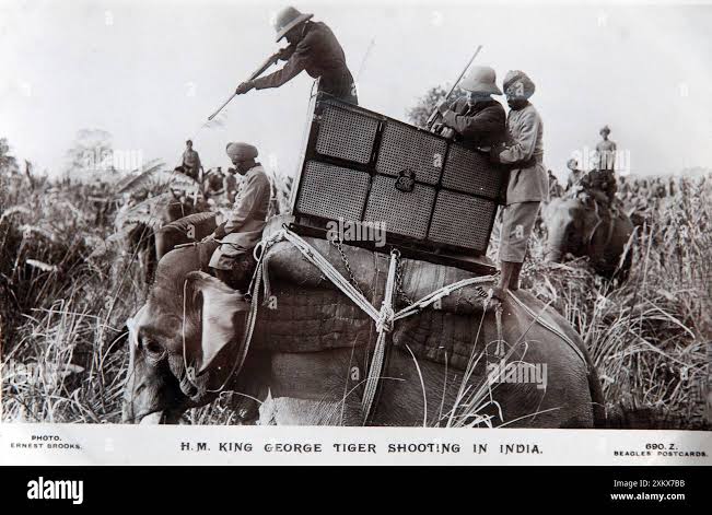 British in india shooting tiger hi-res stock photography and images - Alamy