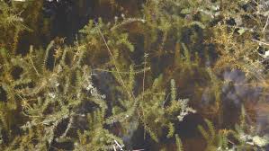 Image result for Hydrilla