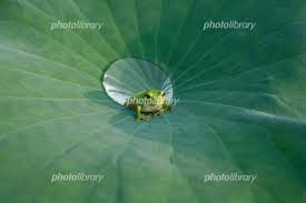 ハスの葉の上のカエル 写真素材 571674 フォトライブラリー Photolibrary