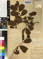 Image result for Bridelia mollis