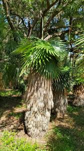 Image result for Coccothrinax