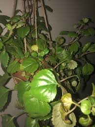 Help With Swedish Ivy Leaves Are Dying Off Houseplants