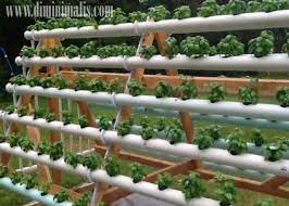 Yang sekarang kami garap juga rooftop orangtua yang luas totalnya ngga lebih dari 40m2 kok, dengan bentuk yang ngga beraturan. Berkebun Di Lahan Minimalis Secara Efektif Dan Efisien