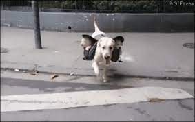 Subwoofers Dogs Know Your Meme