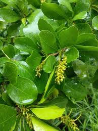 Image result for Terminalia gazensis