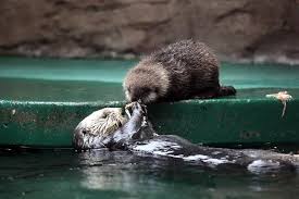 animals i otter be in pictures おしゃれまとめの人気アイデア pinterest lindsey popken ラッコ 赤ちゃん ラッコ 動物 かわいい