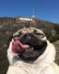 mein favorit doug the mops selfie mit dem hollywood zeichen x p s klick auf t favorit hollywood yavru pug pug kopekler komik kopek fotograflari