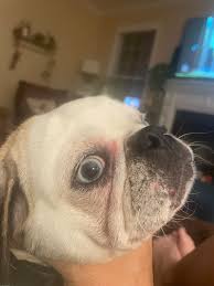 Our pug has a little infection in his nose wrinkles but I can't get  anywhere near him to clean it with the stuff the vets gave. Woken this  morning to sticky eyes