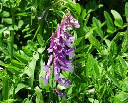 Image result for Polystachya villosa