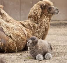 The smallest camel spiders live in california. Camel Zooborns