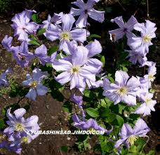 We did not find results for: Clematis Clematis Alenushka Watering Care Cultivation