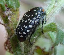 Image result for Triumfetta welwitschii