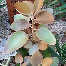 Copper Spoons Kalanchoe Orgyalis Succulent 1 Plant Succulents Plants Echeveria