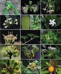 Image result for Rutidea