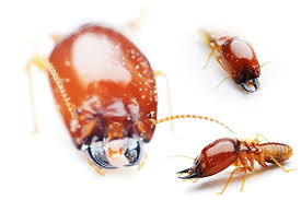 Major signs of pests in the home or how to tell if termites are active? What Do Termites Eat Terminix