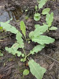 Image result for Rumex crispus