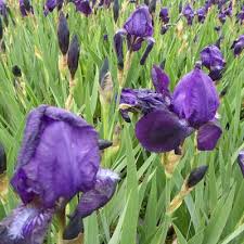 Eenvoudig iris germanica online bestellen bij tuincentrum koeman. Iris Pflanzenkombinationen Matelma