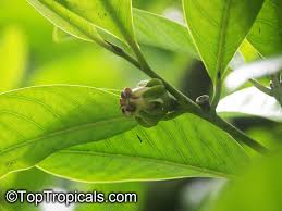 Image result for Diospyros sp. no. 1 sensu FZ