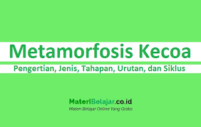 Antropoda mempunyai peredaran darah, tetapi darahnya tidak berwarna, pertumbuhannya lama mengalami metamorfosis (perubahan bentuk). Metamorfosis Kecoa Pengertian Jenis Tahapan Urutan Dan Siklus