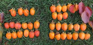 Последние твиты от willis orchards (@willisorchards). My Plant Doctor On Twitter 37 More Saijo Persimmons From Our Two Small Trees Before Last Night S Hard Freeze From 6 7 Trees From Willis Orchard Https T Co 5salatiwro Planted In 2017 Https T Co Wflxxtpyuu