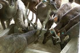 Check spelling or type a new query. Masyarakat Bisa Lakukan Penangkaran Rusa Antara News