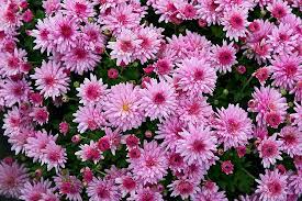 Never Give A French Person Chrysanthemums
