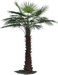 Types Of Palm Trees Palm Tree Buy Big Indoor Palm Tree Artificial Decorative Trees Indoor Palm Trees Indoor Palms Palm Trees