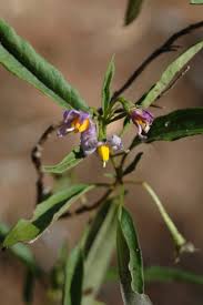 Image result for Solanum litoraneum