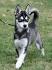 A Dog Owner’s Ultimate Guide To The Mischievous Miniature ...