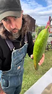 How to Grow and Use Loofah Plants Effectively