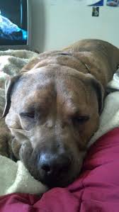 Pitbull Mastiff Mix Best Dog Ever 3 Pitbull Mastiff Mix Pitbull Mastiff Mastiff Mix